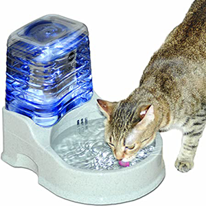 Cat Feeding and Watering